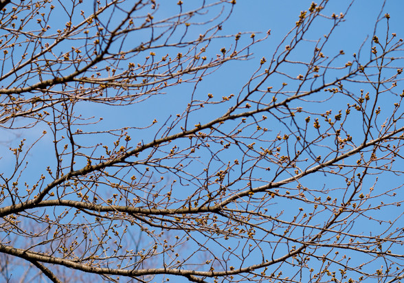 桜の様子を見に行って、レンズの収差に遭遇