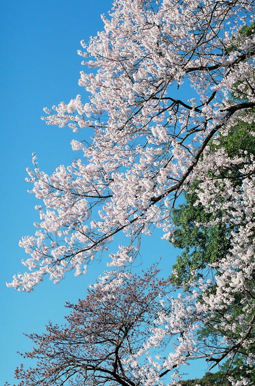 近所の公園の桜