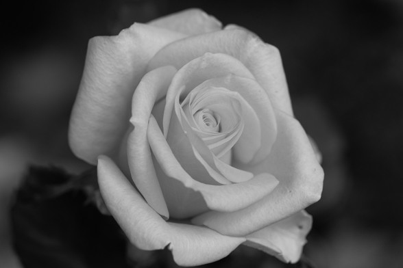 薔薇