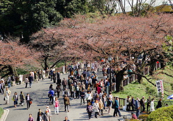 千鳥ヶ淵の桜