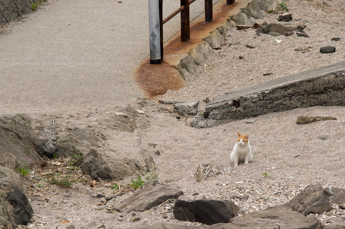 城ヶ島をふらっと散歩（後編）