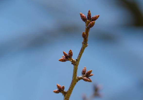 桜のつぼみ