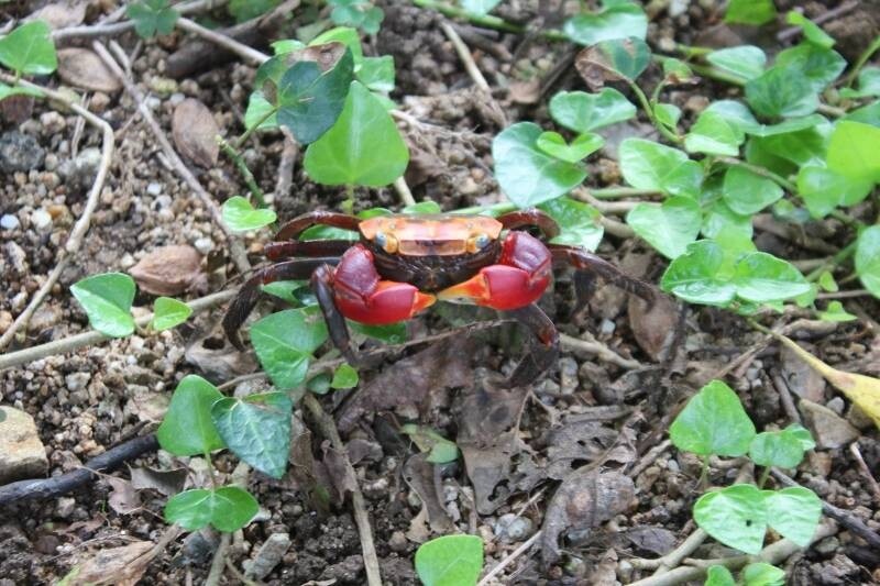 磯蟹 写真届きました 村上三絃道宗家 村上由哲の 素顔のままに