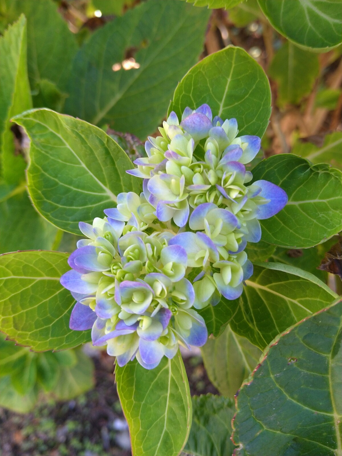 かわいい紫陽花が 村上三絃道宗家 村上由哲の 素顔のままに