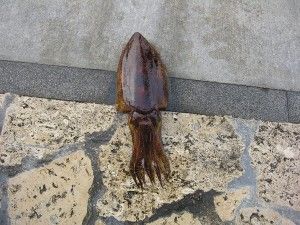 コウイカです。これもおおきかったよ〜