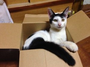 はい、私送られてきましたが何か?