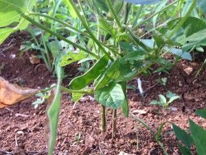 山形県庄内地方特産のだだちゃ豆を宮古島で育てている。