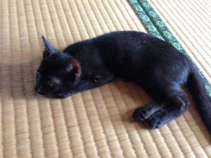 黒猫は撮るのむずかしんだわこれ。
