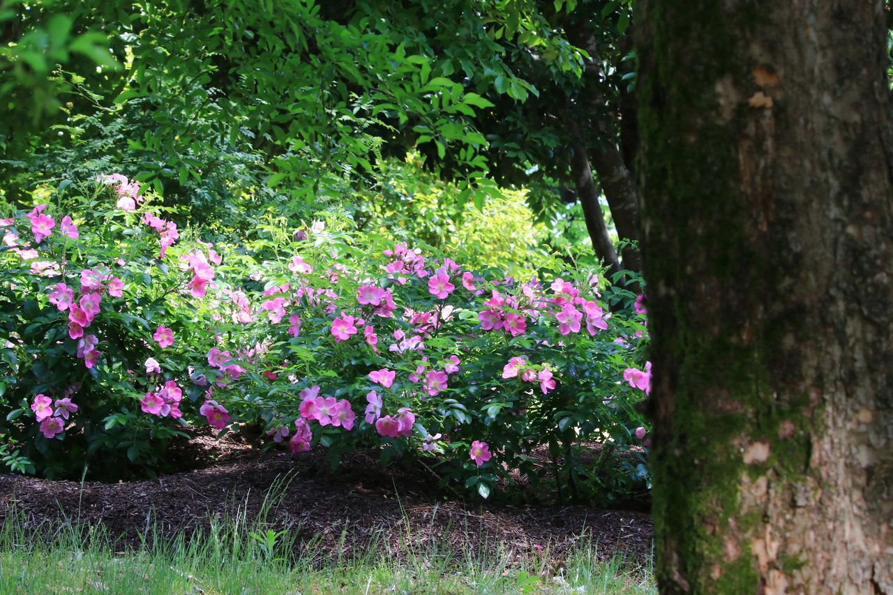 とっとり花回廊 ばら祭りと一式飾り 山陰と小庭 写真
