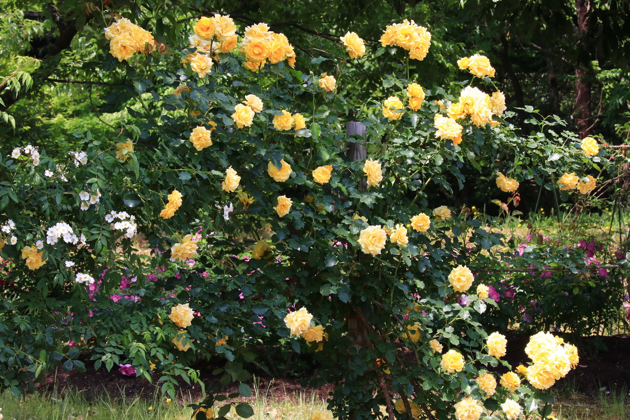 とっとり花回廊 ばら祭りと一式飾り 山陰と小庭 写真