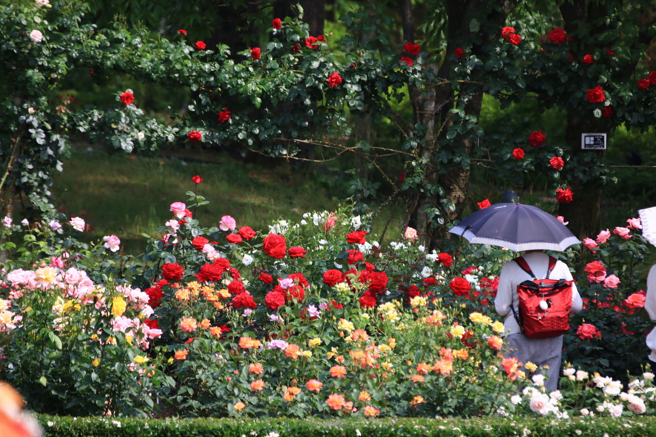 とっとり花回廊 ばら祭りと一式飾り 山陰と小庭 写真