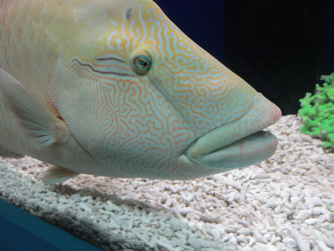タヒチの海の水族館 山陰と小庭 写真 タヒチの海の水族館 山陰と小庭 写真