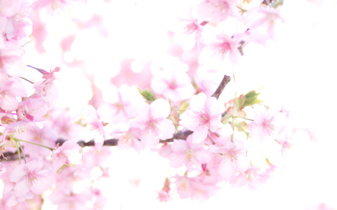 wall_sakura_1680x1050px