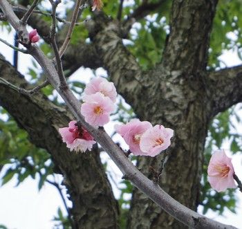 sakurasinjuku