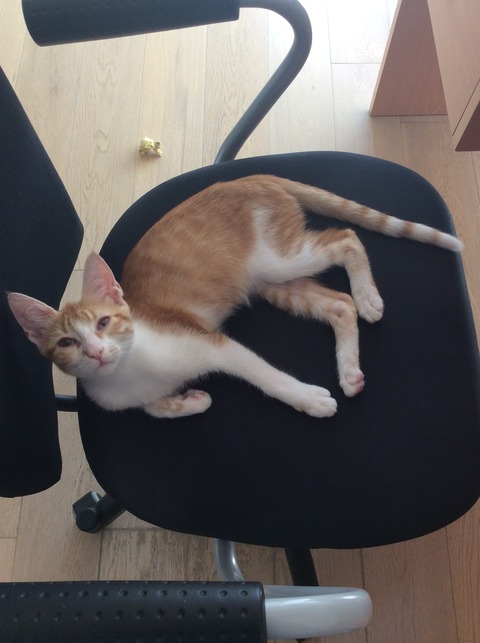 子猫4ヶ月 なんでも興味津々のサーシャ シンプル ミニマル 子猫4ヶ月 なんでも興味津々のサーシャ シンプル ミニマル