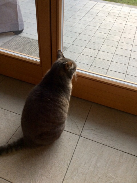 窓を開けてほしい猫のお願いポーズ シンプル ミニマル
