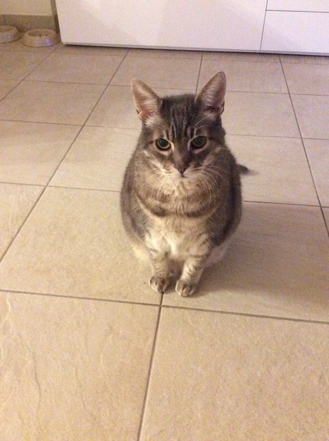 猫の慢性腎不全 高齢猫の様子 腎臓療法食ジプシー シンプル ミニマル 猫の慢性腎不全 高齢猫の様子 腎臓療法食ジプシー シンプル ミニマル