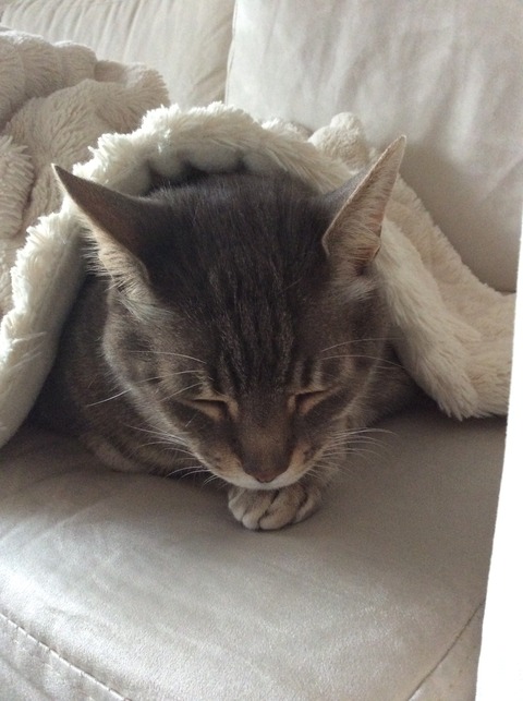 最近の我が家の猫 かわいい編 シンプル ミニマル
