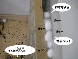 すき間に大集合