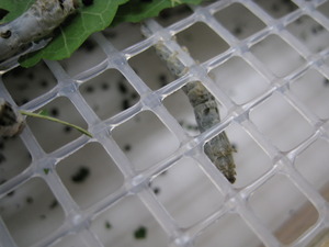 網からおちるかいこ