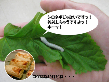 シロネギじゃな~い!