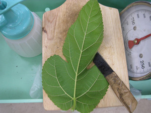 メインデッシュ裏