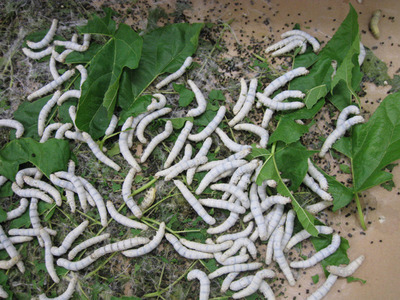 食欲優先