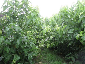 桑のジャングル