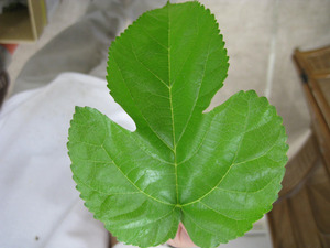 メインデッュ表