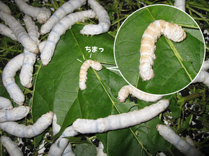 小さな蚕ちまちま