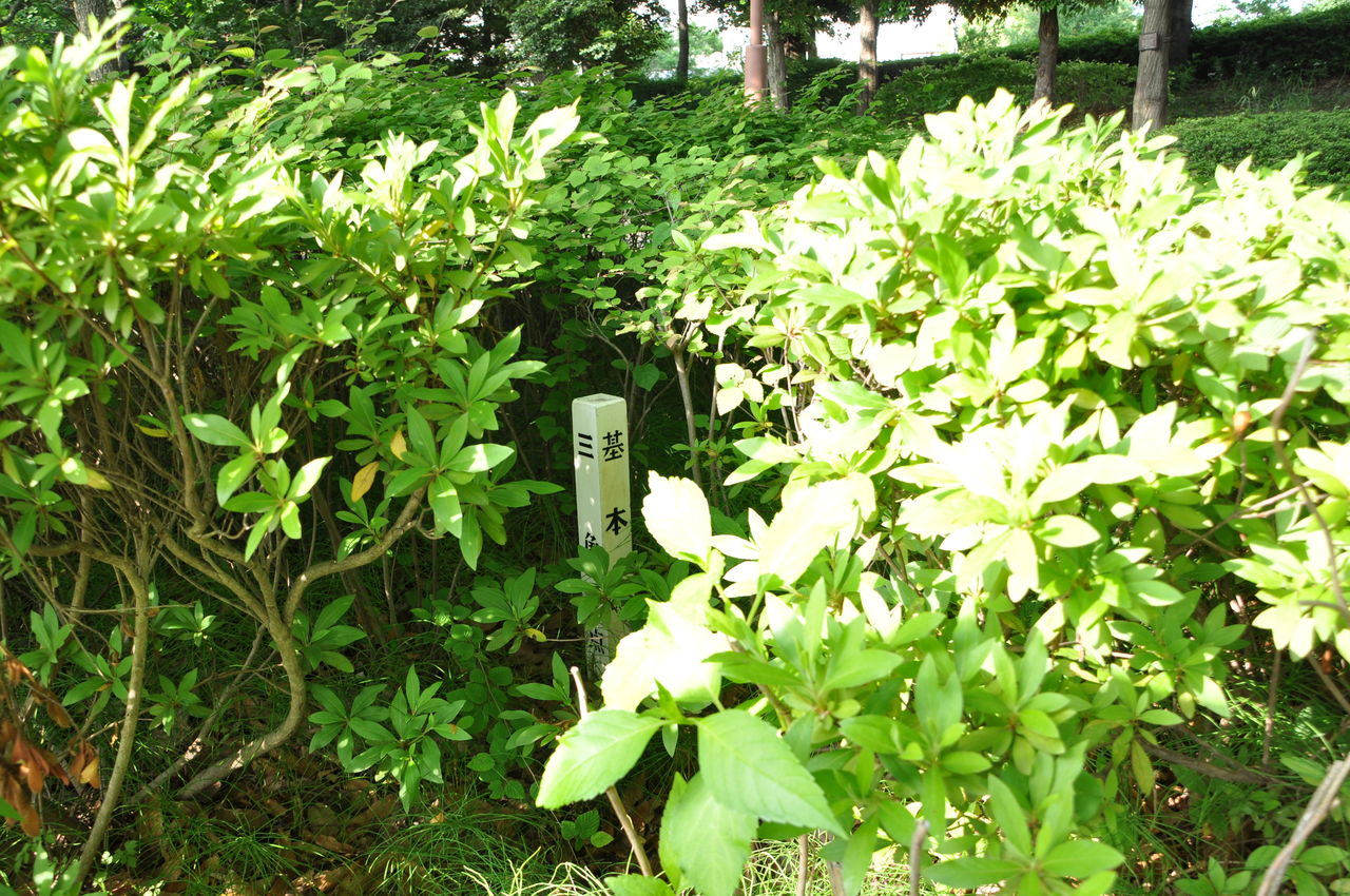 埼玉の三角點 川口自然公園 おやじの三角點さがし 埼玉の三角點 川口自然公園 おやじの三角點さがし