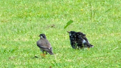 DSC_1188