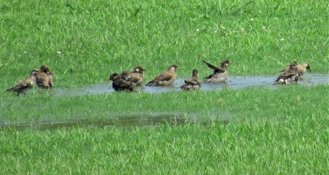 IMG_2616 (2)