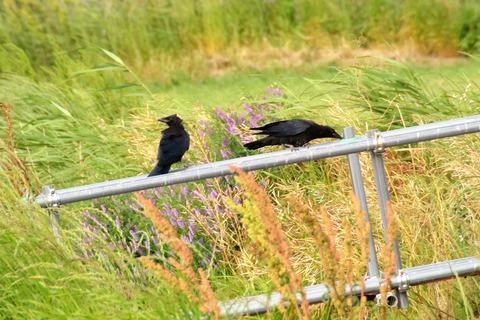 DSC_1102 (2)