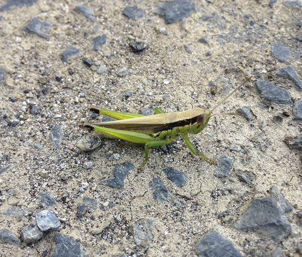 イナゴ