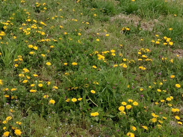 20130505ジシバリ