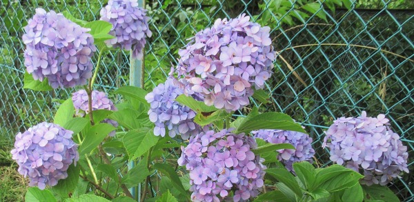 IMG_7811 (3)