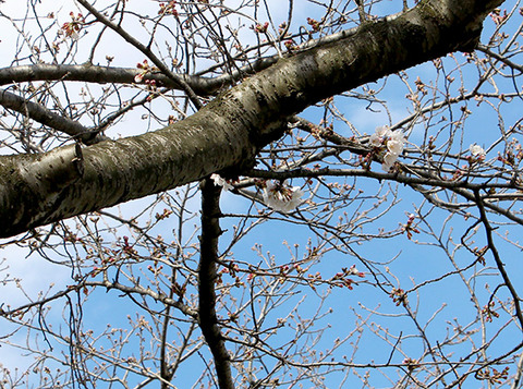 桜1