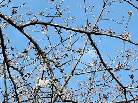 桜2