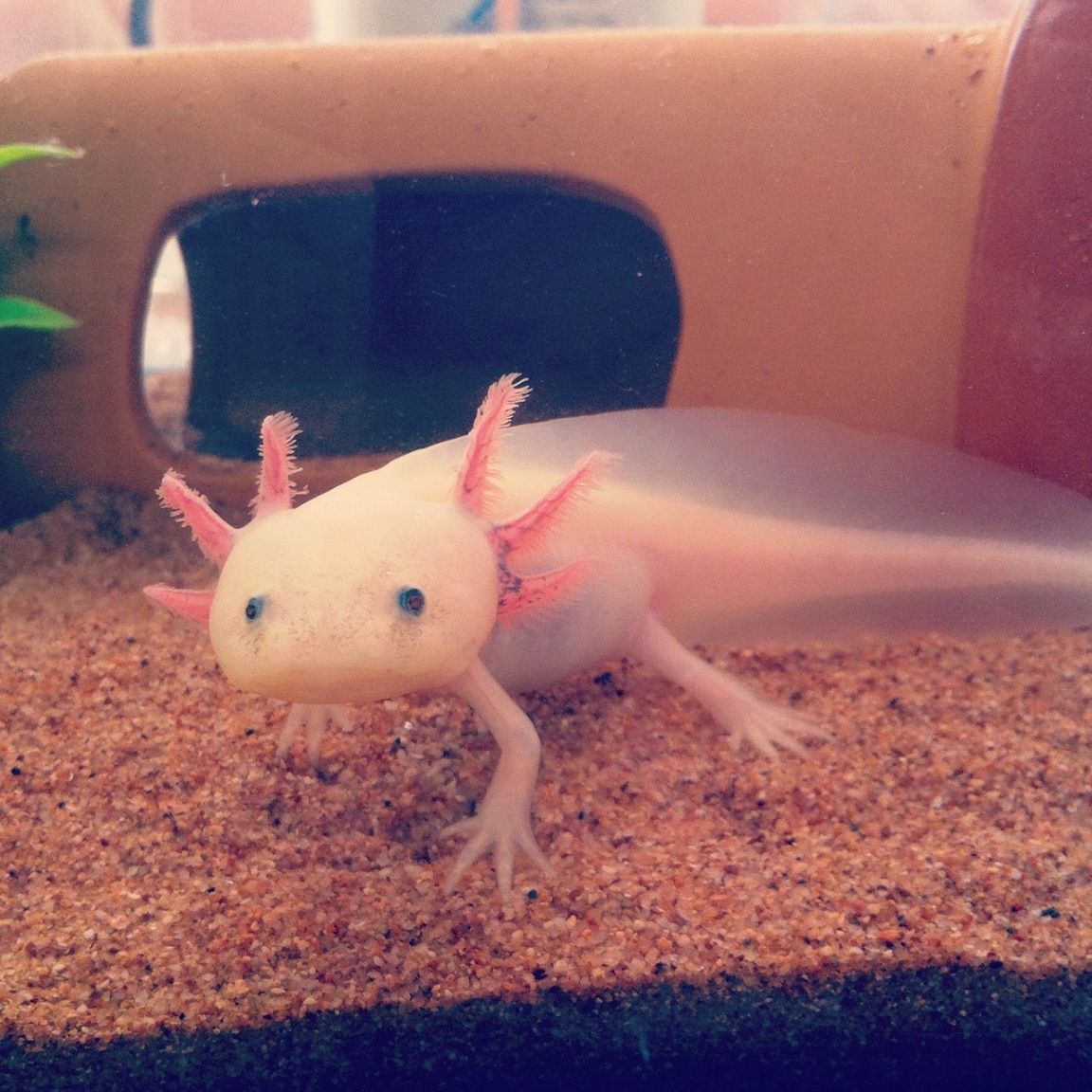 ウーパールーパー飼い始めて１年経ったから画像貼っていく ３ケタの壁