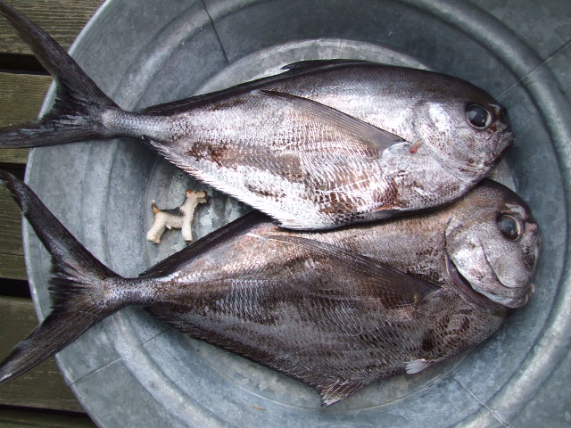 相模湾の外来魚 気分は3knot