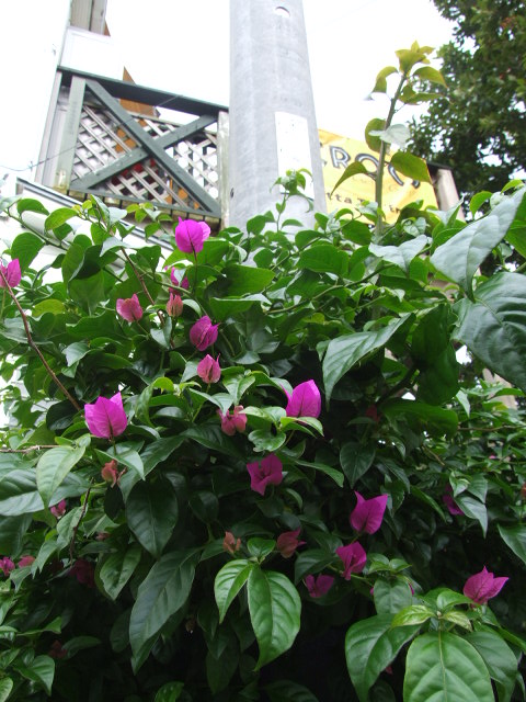 ブーゲンビリアの木のしたで 気分は3knot