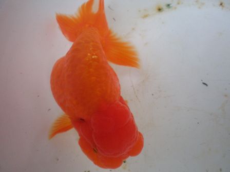 生物全て生活環境の改善が第一 営業一課課長 管理者日記