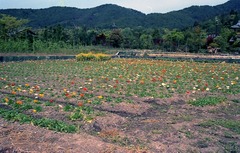 19920426京都104