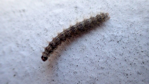 今年初 リメマネ Vs ペストくん