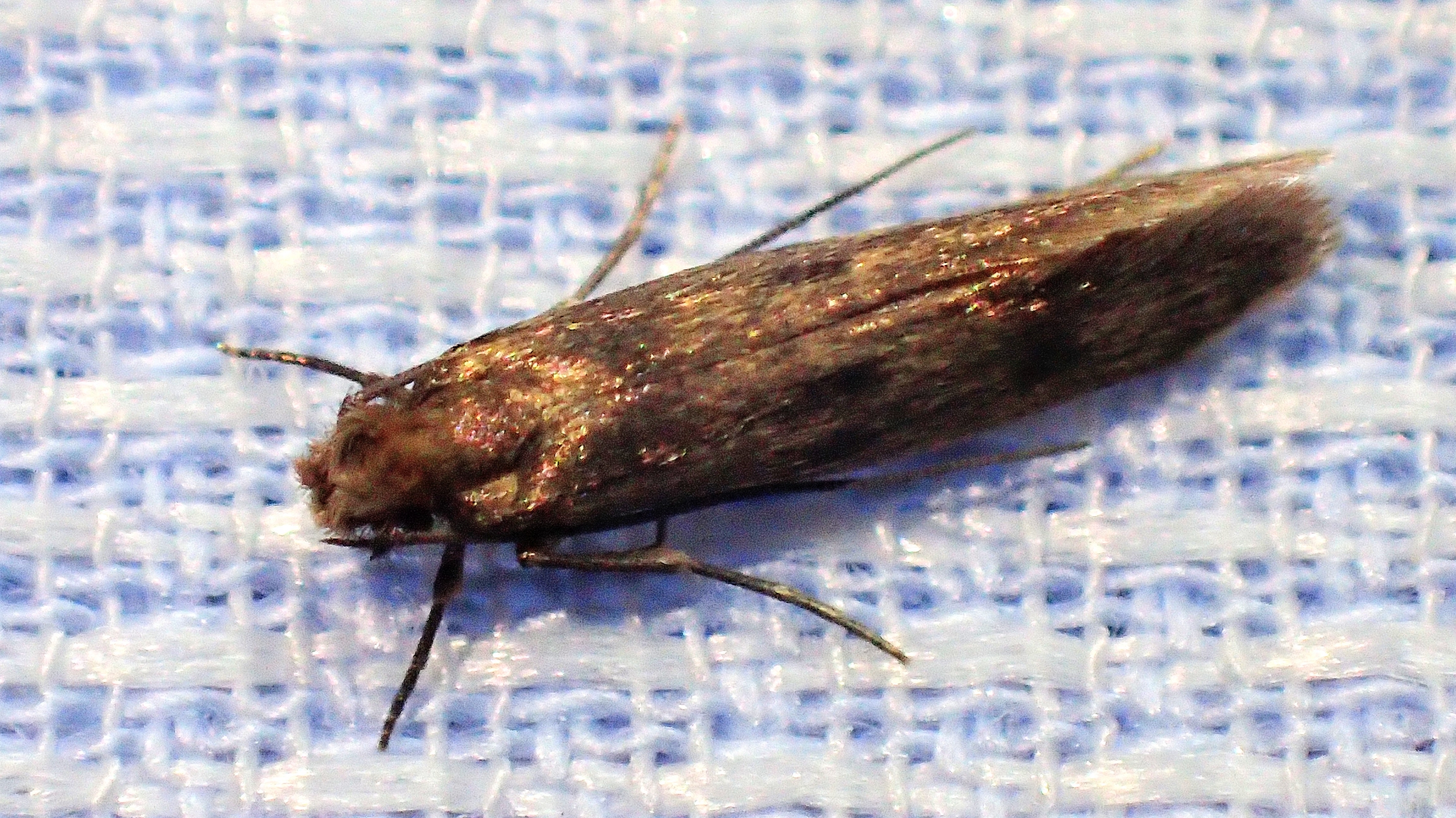 イガ羽化 リメマネ Vs ペストくん イガ羽化 リメマネ Vs ペストくん