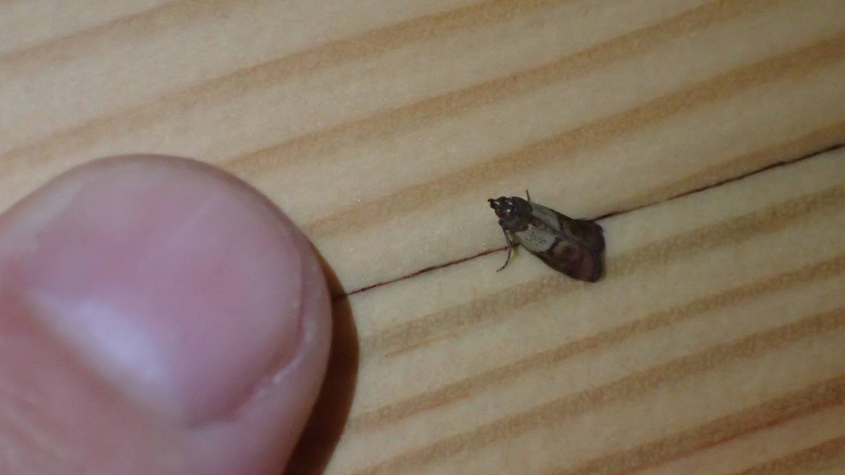 ノシメマダラメイガ ノシメマダラメイガ