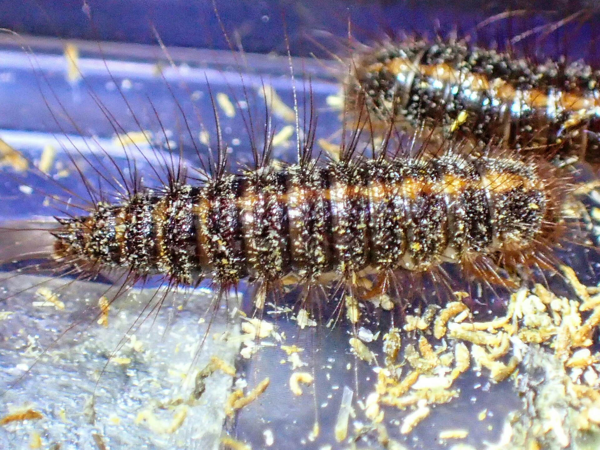 毛虫モドキ(^^; : リメマネ vs ペストくん