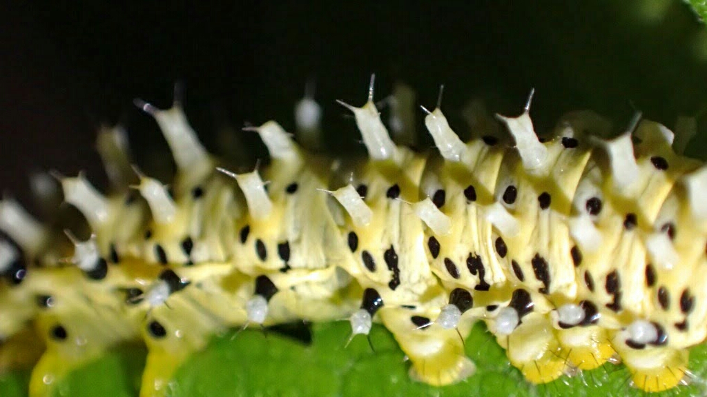 刺はイミテーション リメマネ Vs ペストくん