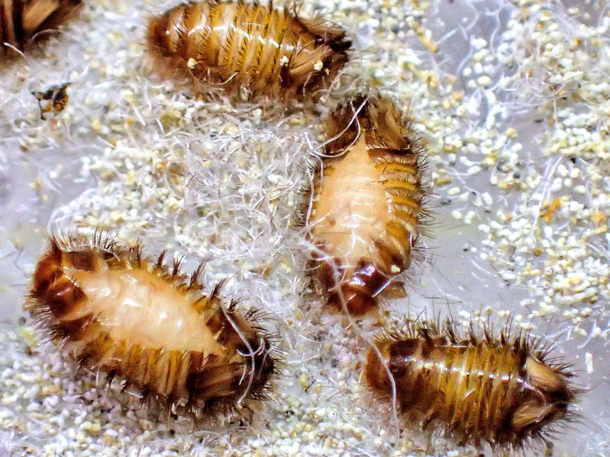 Images Of シバンムシアリガタバチ Japaneseclass Jp